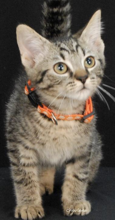 Intel, Adoptable, Young Male Tabby.