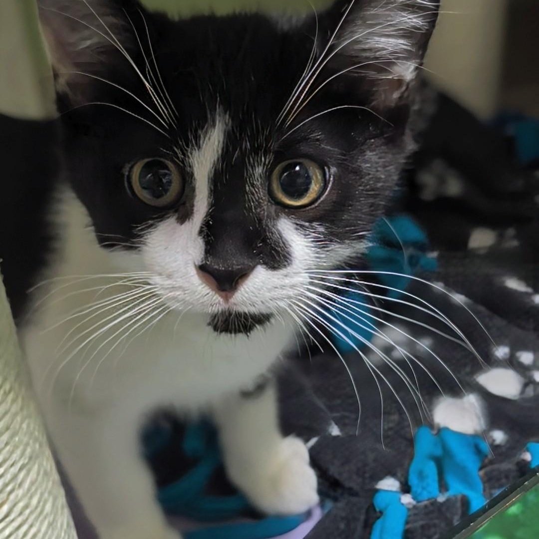 Timmy, a Adoptable Domestic Short Hair in West Jefferson, OH image 5/6