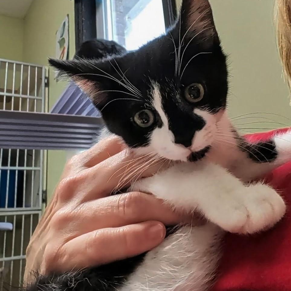 Timmy, a Adoptable Domestic Short Hair in West Jefferson, OH image 4/6