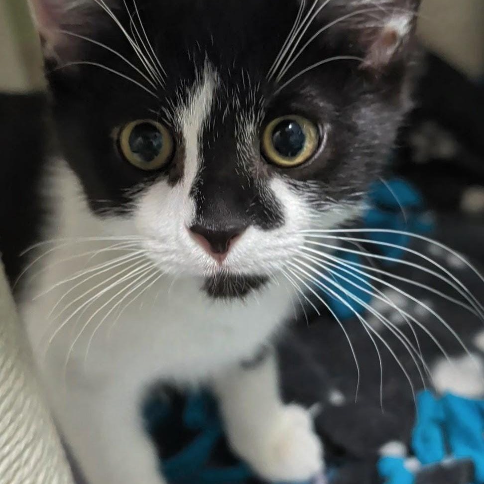 Timmy, a Adoptable Domestic Short Hair in West Jefferson, OH image 2/6