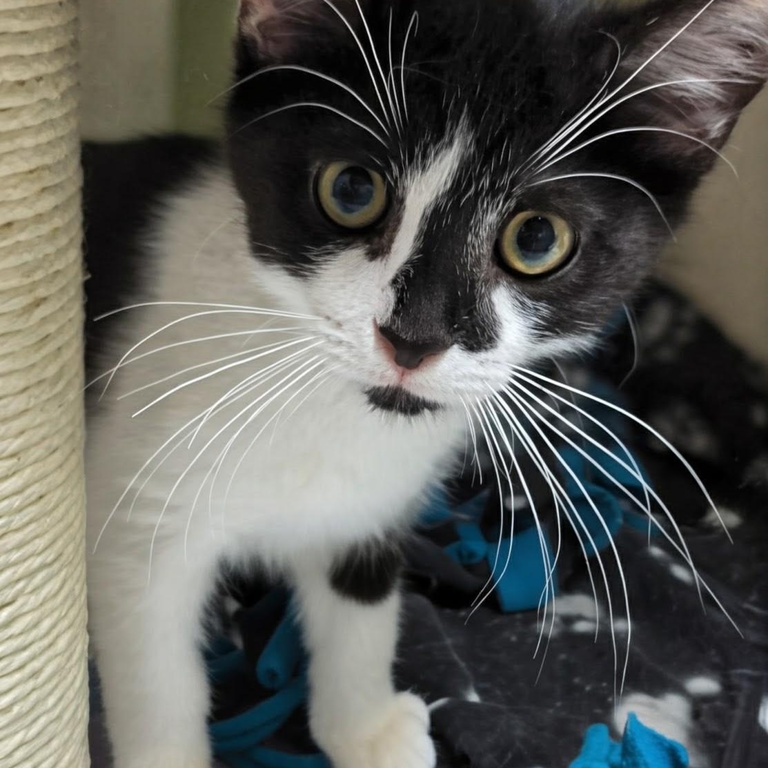Timmy, Adoptable, Kitten Male Domestic Short Hair.