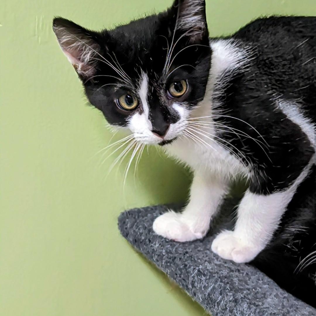 Timmy, a Adoptable Domestic Short Hair in West Jefferson, OH image 6/6