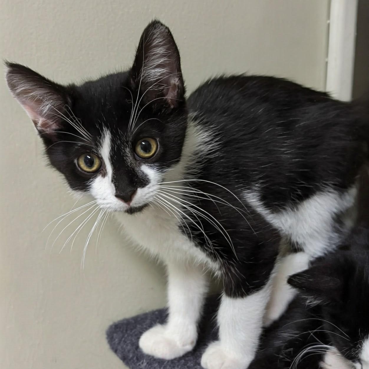 Timmy, a Adoptable Domestic Short Hair in West Jefferson, OH image 3/6