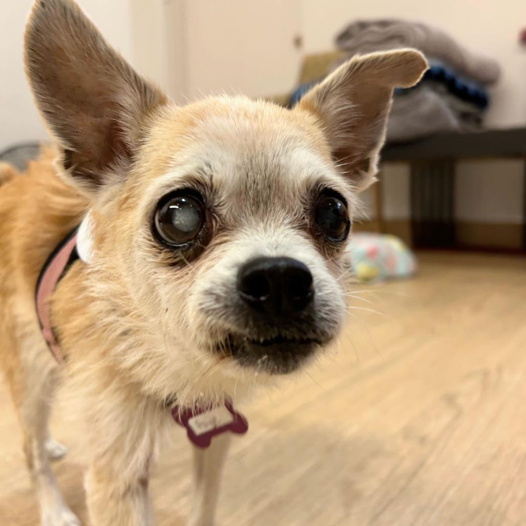 Paige 14146, Adoptable, Senior Female Terrier & Chihuahua.
