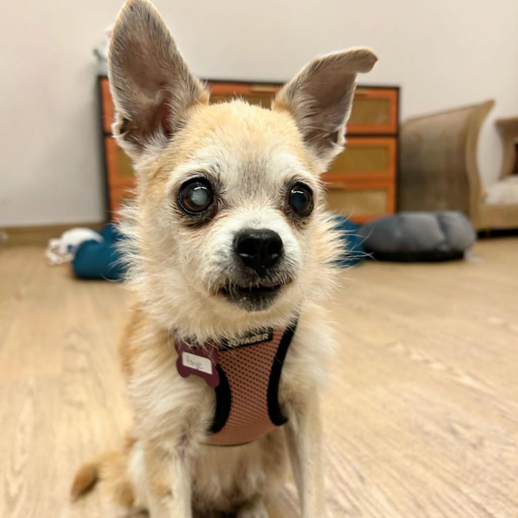 Enlarge Paige 14146, a Adoptable mixed breed in San Francisco, CA image 2/6