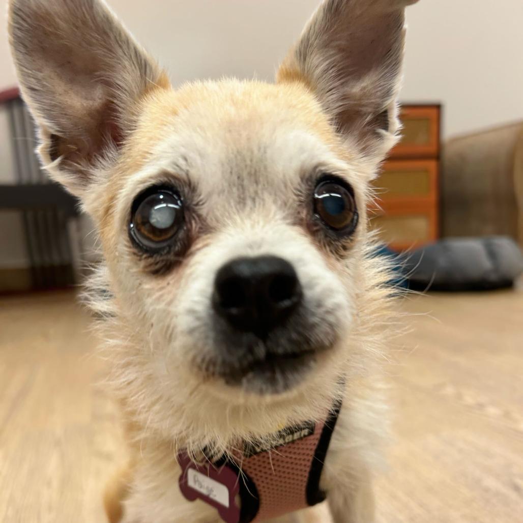 Enlarge Paige 14146, a Adoptable mixed breed in San Francisco, CA image 3/6