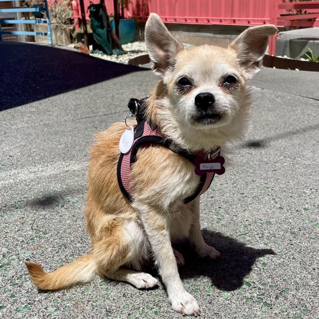 Enlarge Paige 14146, a Adoptable mixed breed in San Francisco, CA image 4/6