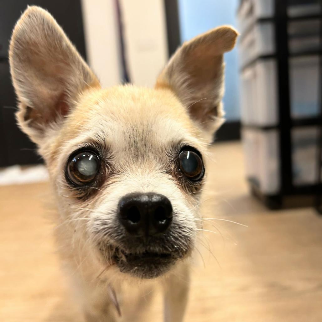 Enlarge Paige 14146, a Adoptable mixed breed in San Francisco, CA image 5/6