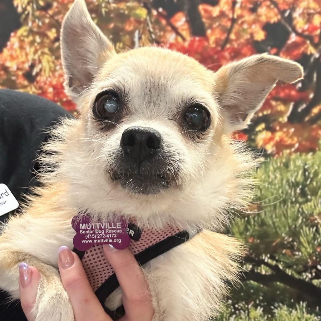 Enlarge Paige 14146, a Adoptable mixed breed in San Francisco, CA image 6/6