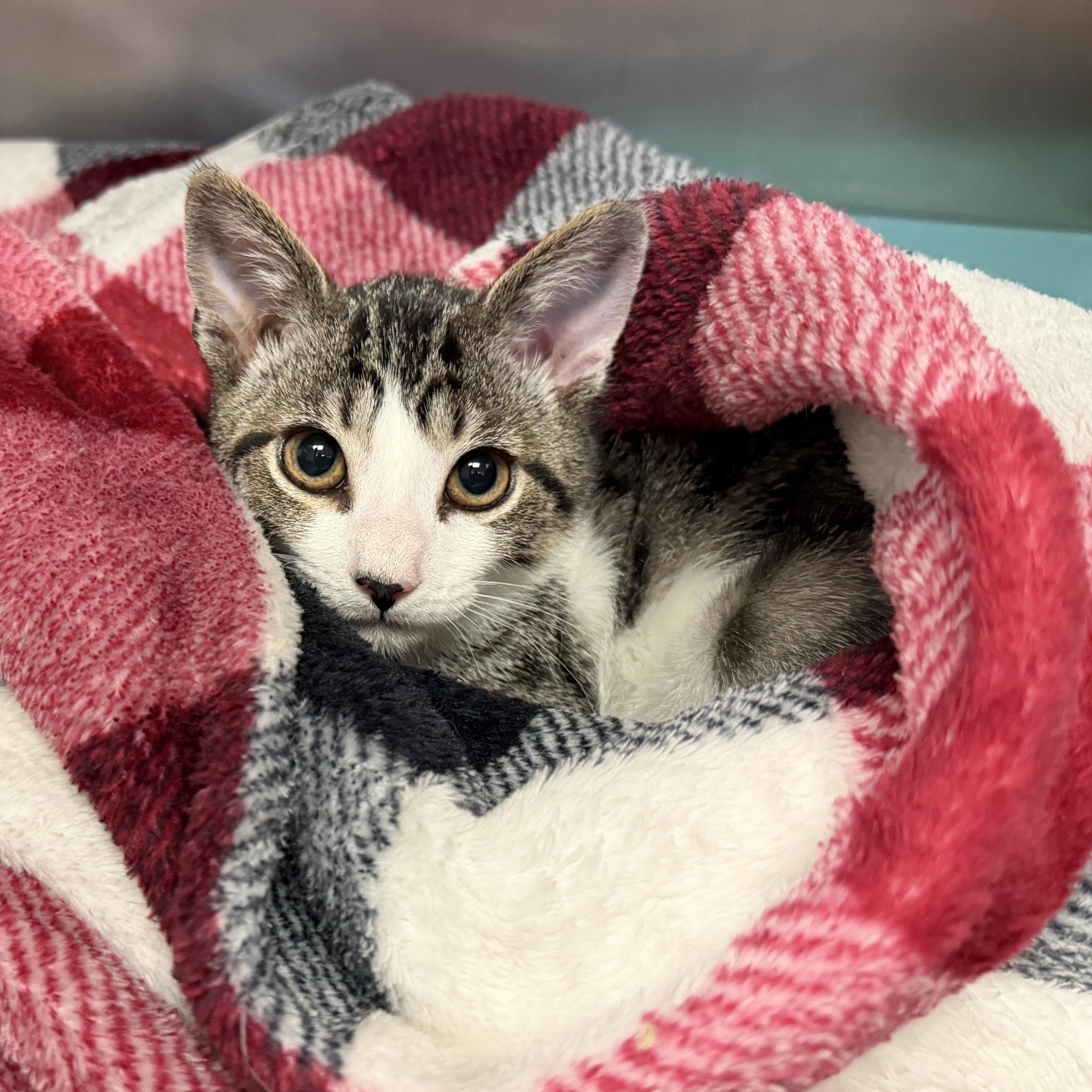 James, adopted, Kitten Male Domestic Short Hair.