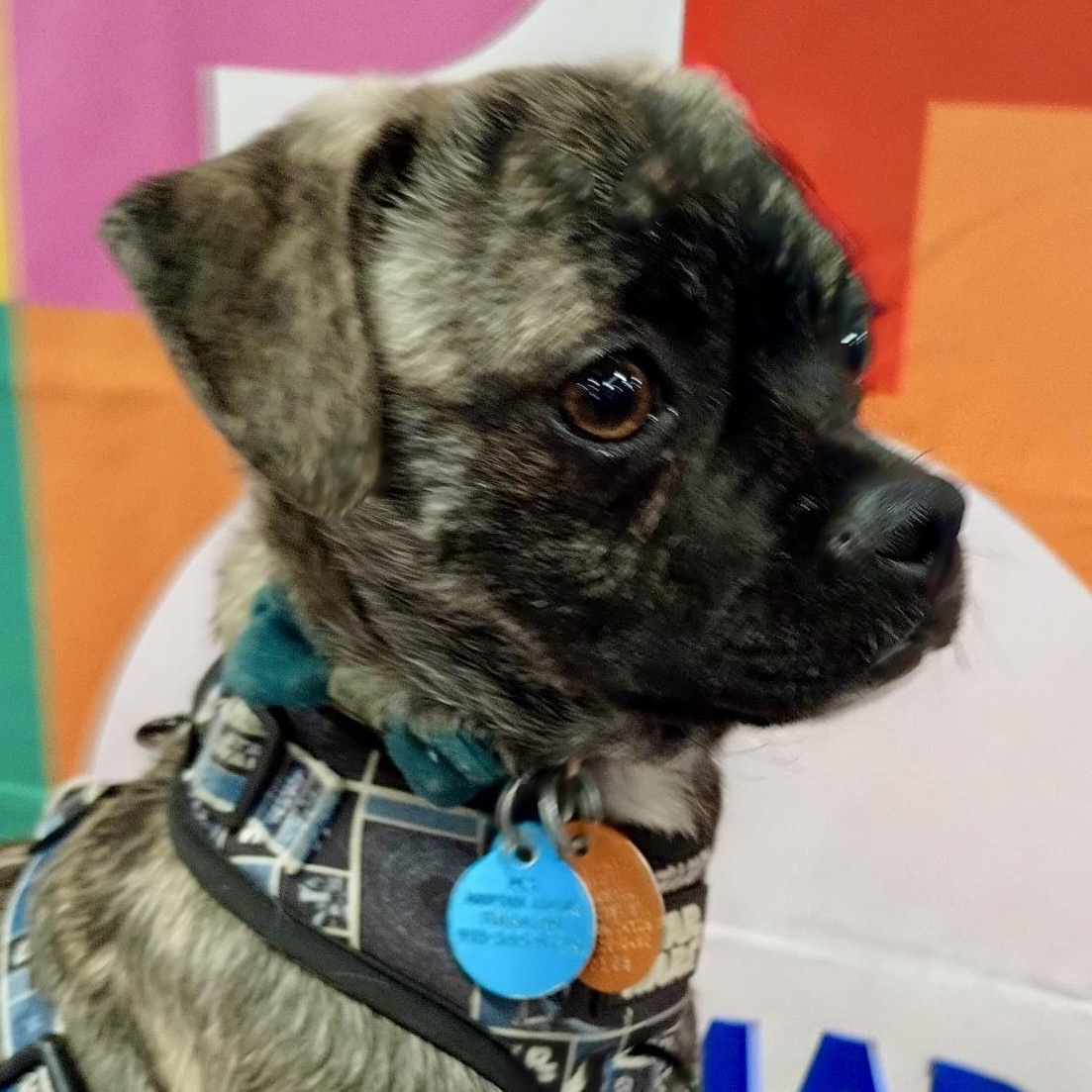 Dandy-  Brindle Pug Mix Puppy, ADOPTABLE, Puppy Male Pug.