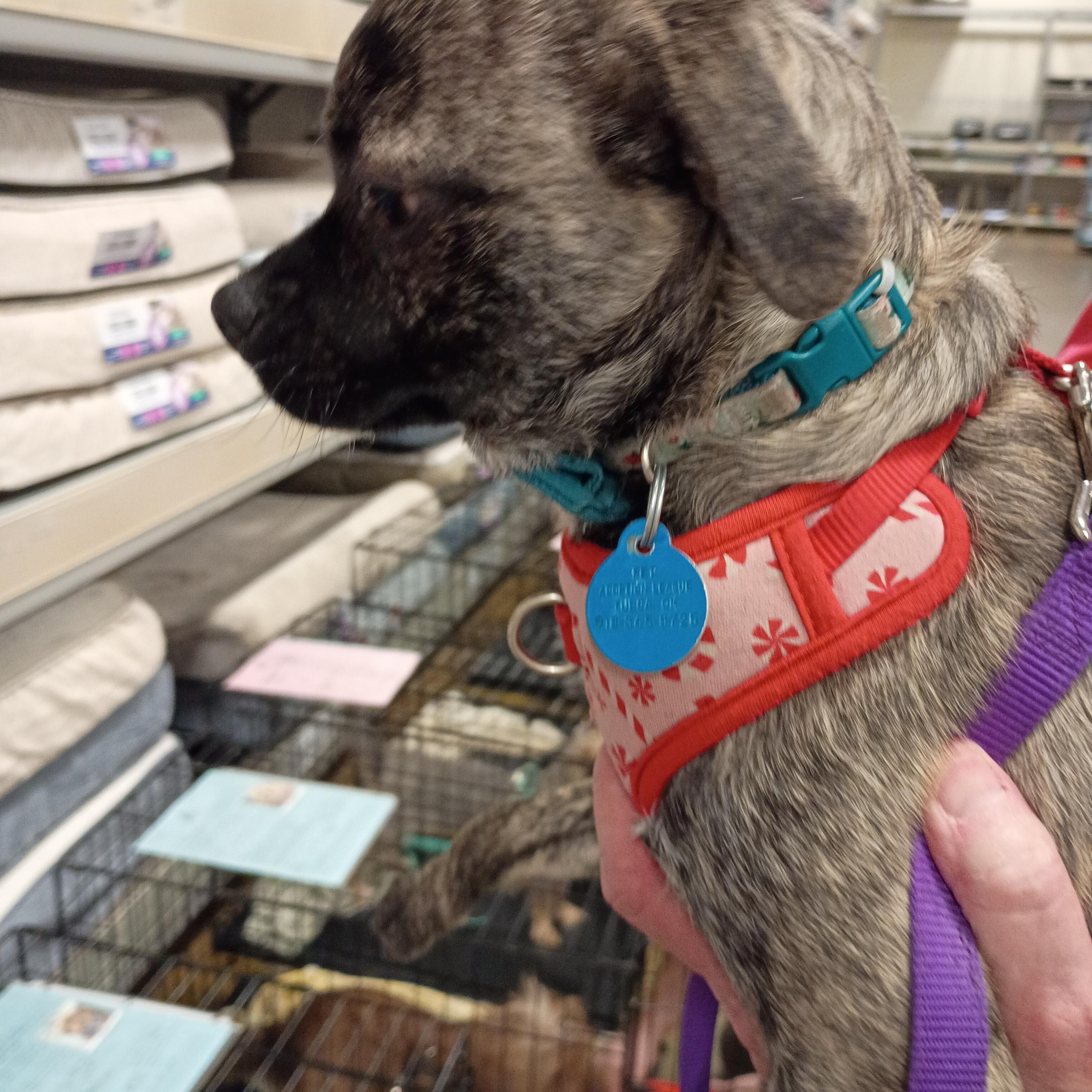 Enlarge Dandy-  Brindle Pug Mix Puppy, a ADOPTABLE mixed breed in Tulsa, OK image 4/4