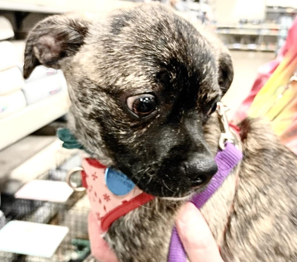 Enlarge Dandy-  Brindle Pug Mix Puppy, a ADOPTABLE mixed breed in Tulsa, OK image 3/4