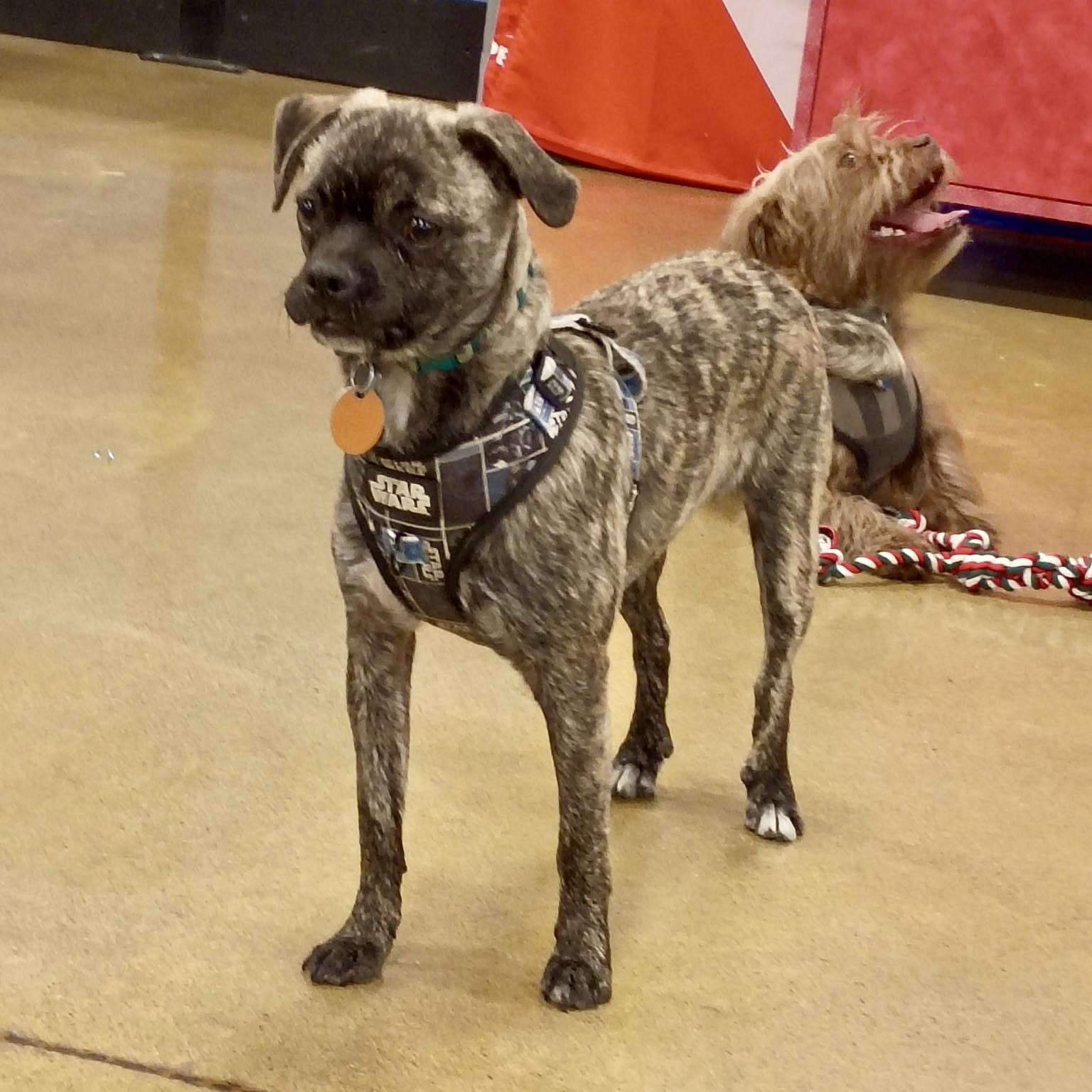 Enlarge Dandy-  Brindle Pug Mix Puppy, a ADOPTABLE mixed breed in Tulsa, OK image 2/4