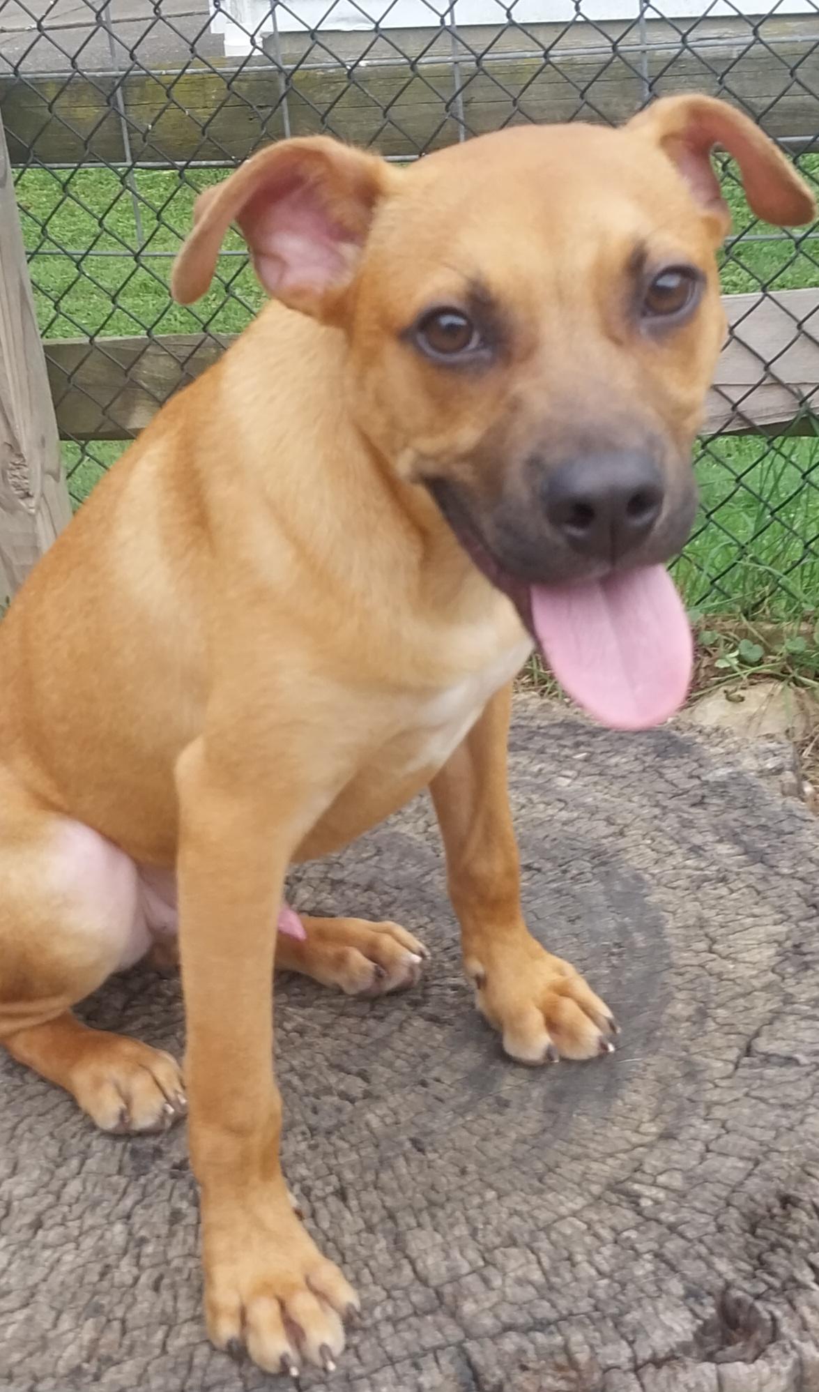 DIEGO, ADOPTABLE, Puppy Male Mastiff.