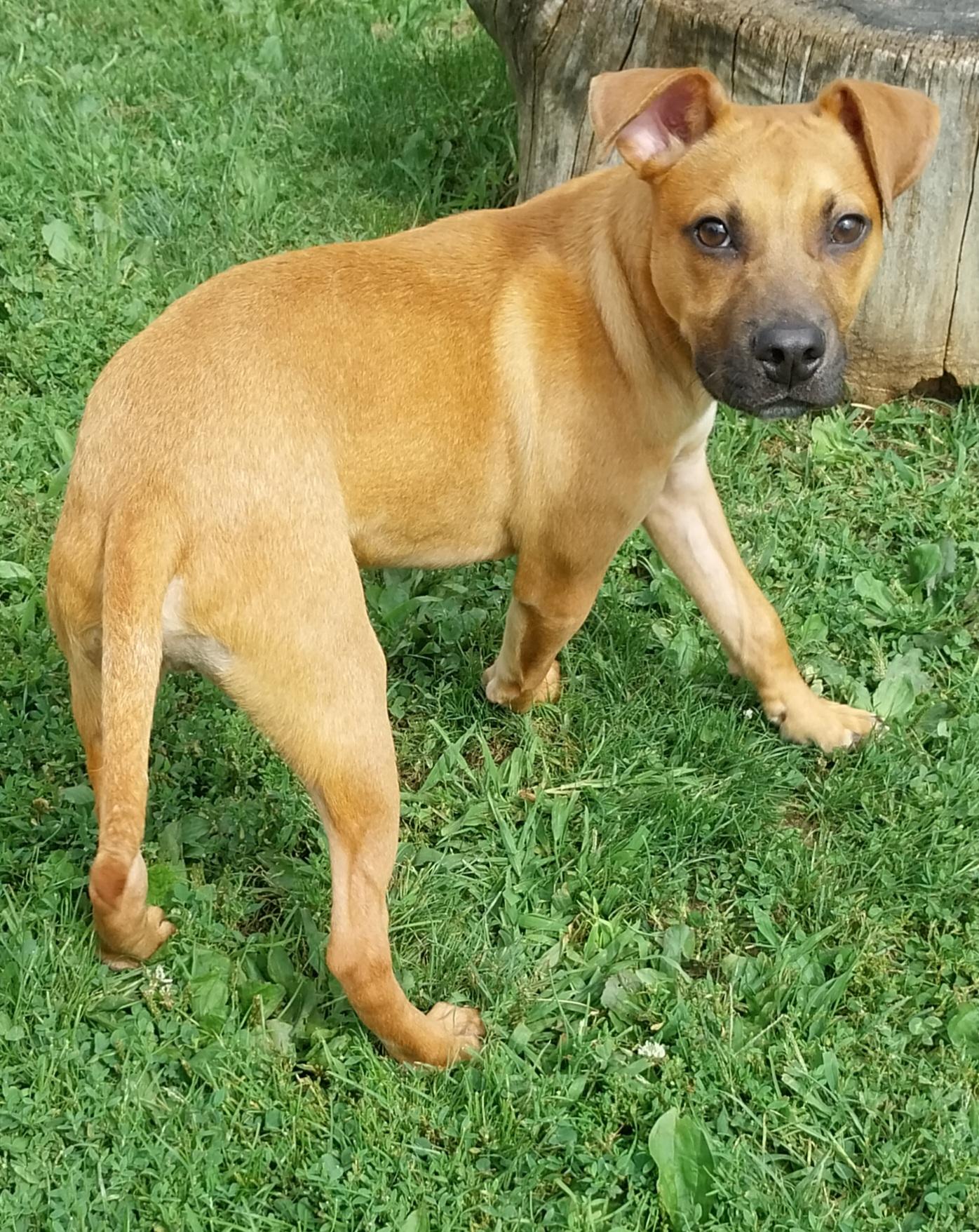 DIEGO, a ADOPTABLE mixed breed in Louisville, OH image 2/4