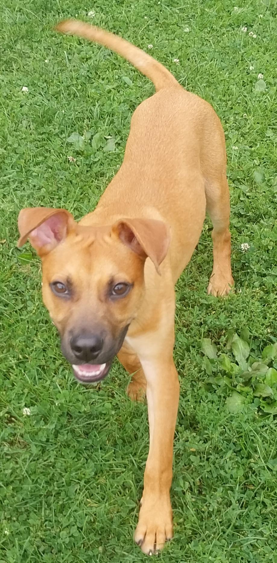 DIEGO, a ADOPTABLE mixed breed in Louisville, OH image 4/4