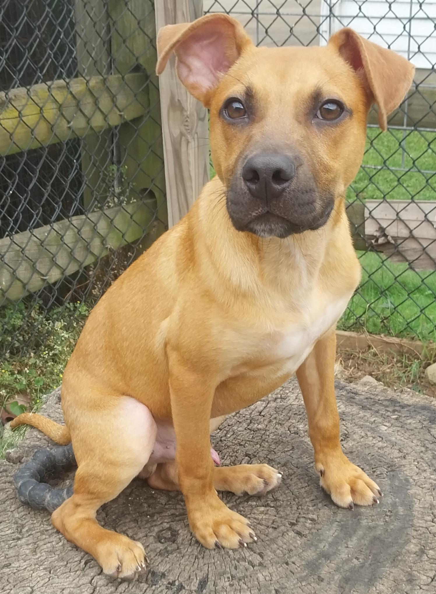 DIEGO, a ADOPTABLE mixed breed in Louisville, OH image 3/4