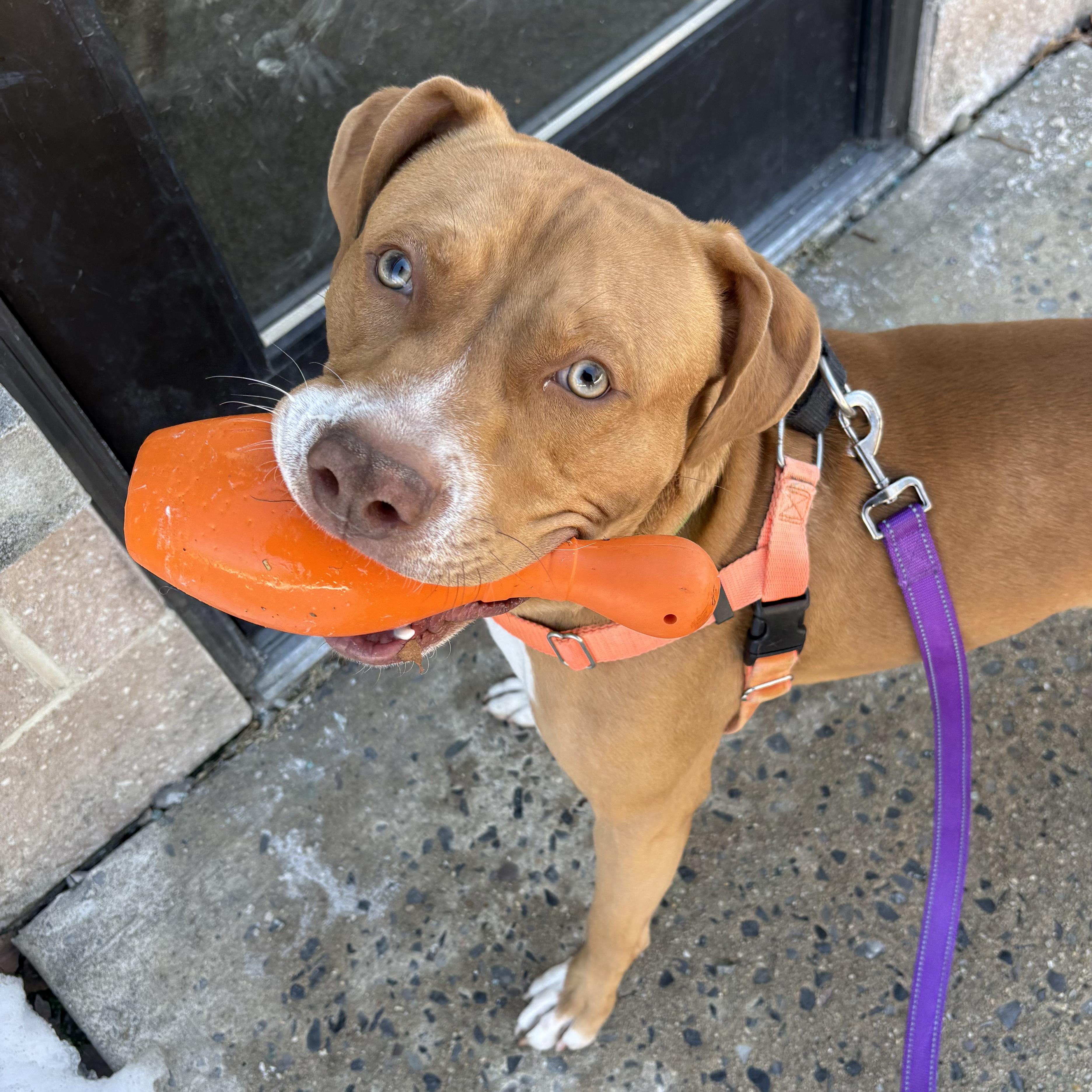 Enlarge Don, a ADOPTABLE mixed breed in Eatontown, NJ image 4/6