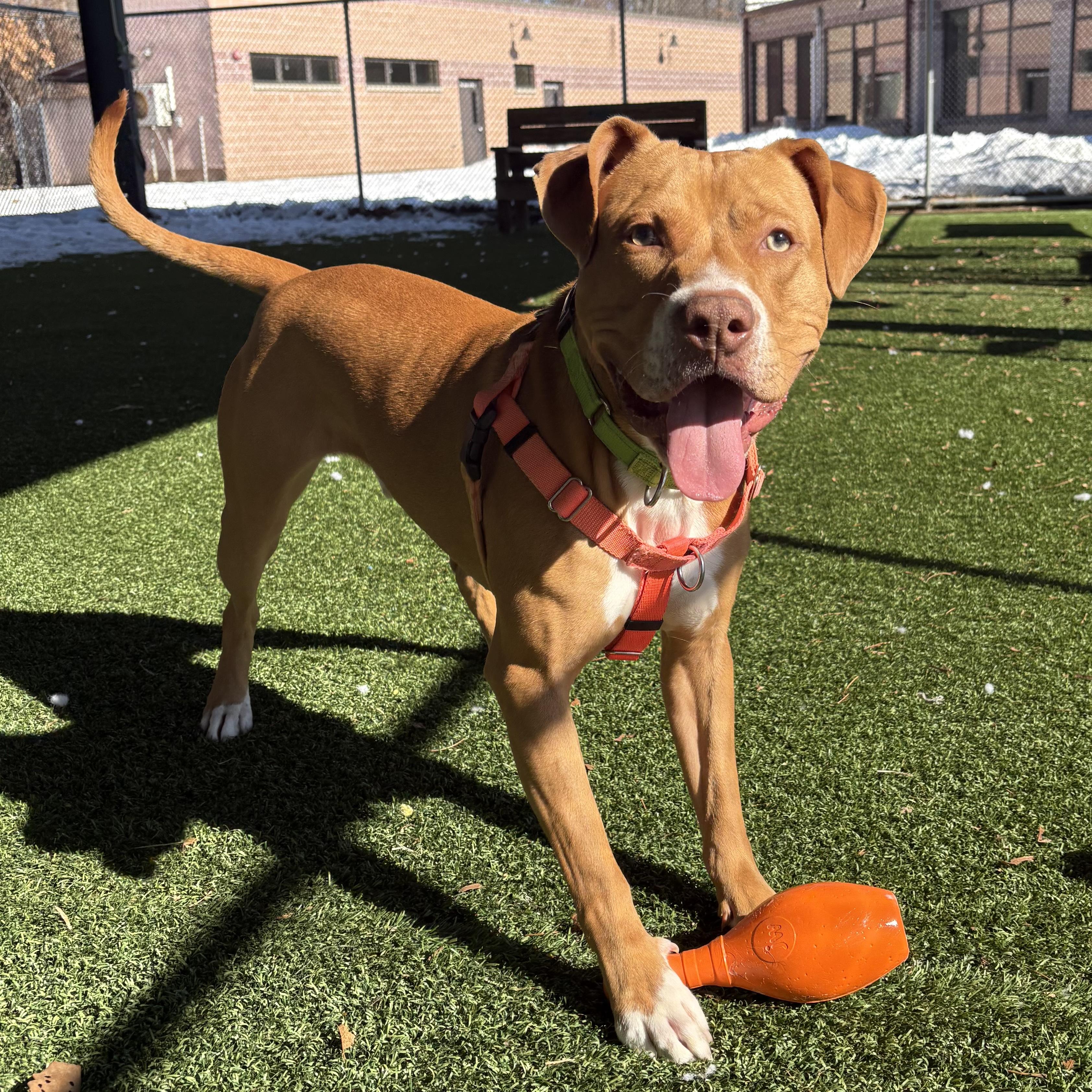 Enlarge Don, a ADOPTABLE mixed breed in Eatontown, NJ image 6/6