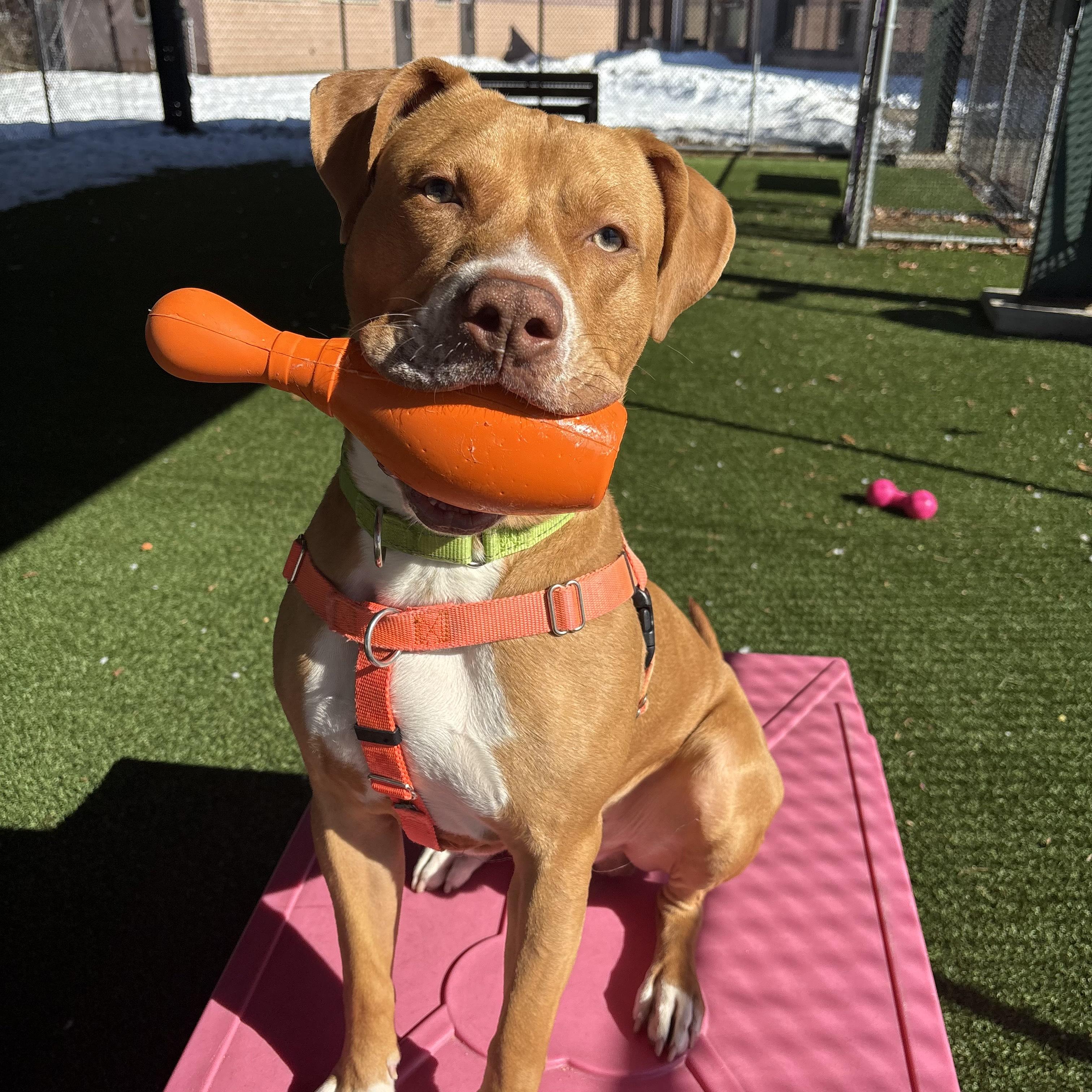 Enlarge Don, a ADOPTABLE mixed breed in Eatontown, NJ image 1/6