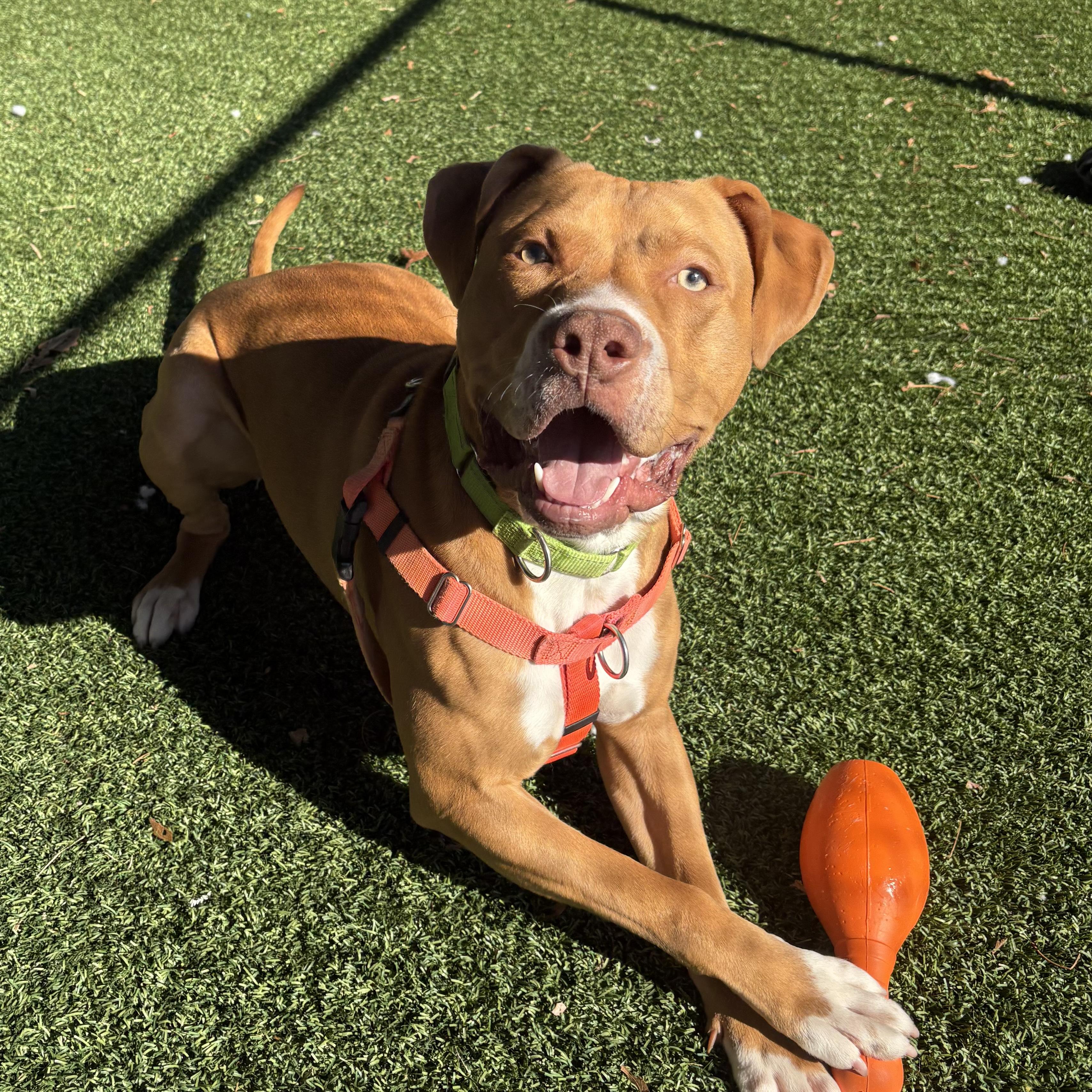 Enlarge Don, a ADOPTABLE mixed breed in Eatontown, NJ image 5/6