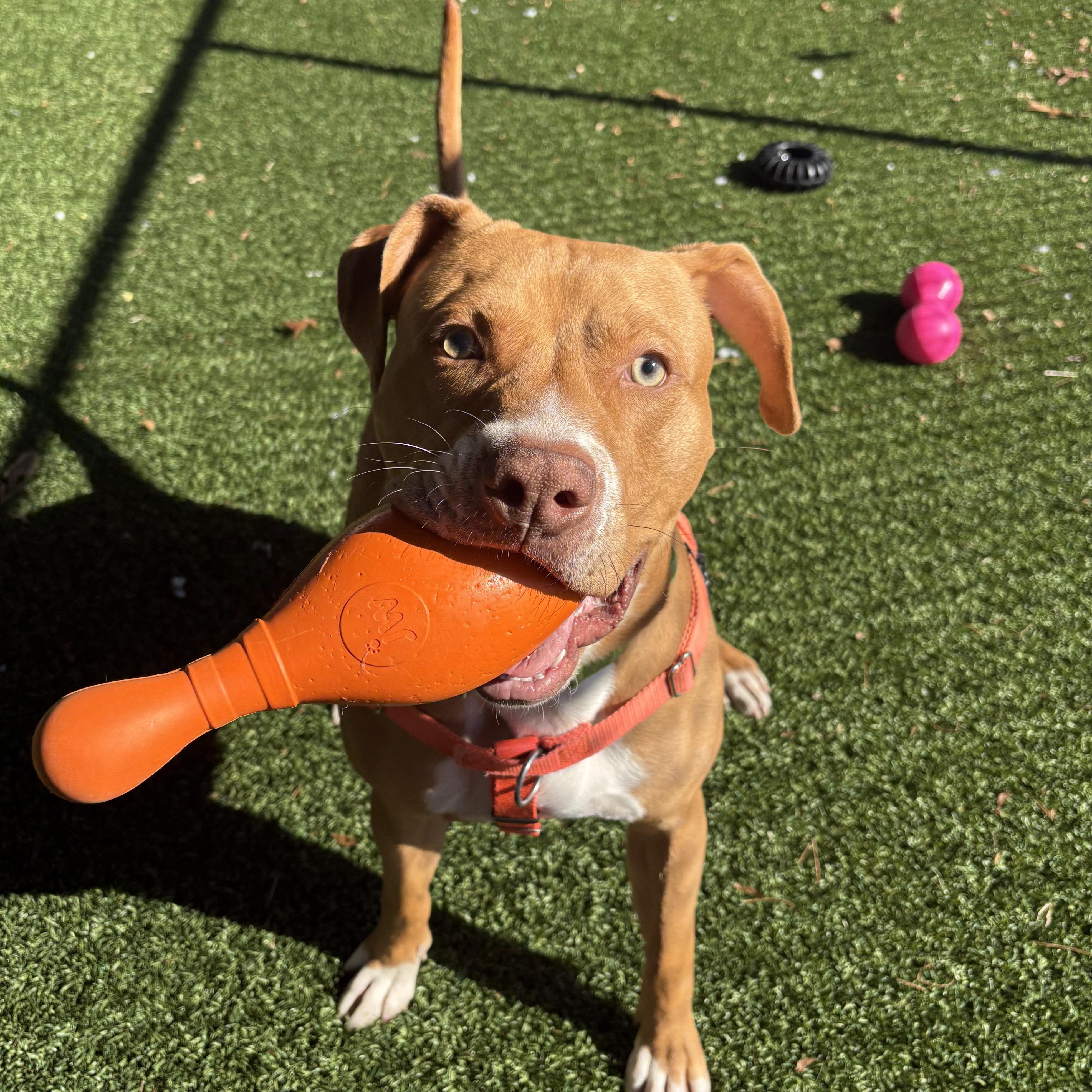 Enlarge Don, a ADOPTABLE mixed breed in Eatontown, NJ image 3/6