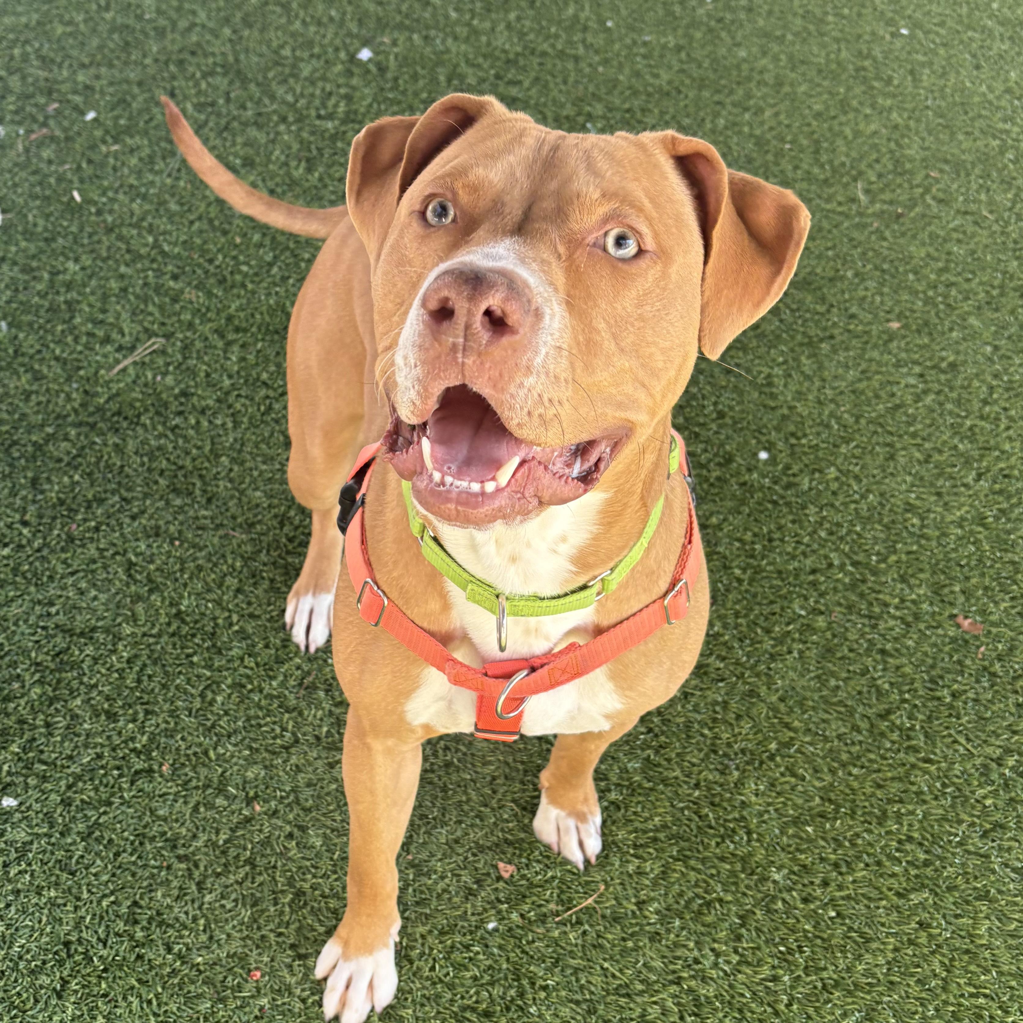 Enlarge Don, a ADOPTABLE mixed breed in Eatontown, NJ image 2/6