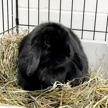 Luster (Bonded), Adoptable, Adult Female Lop Eared.