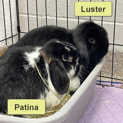 Enlarge Luster (Bonded), a Adoptable Lop Eared in Wheaton, IL image 2/2