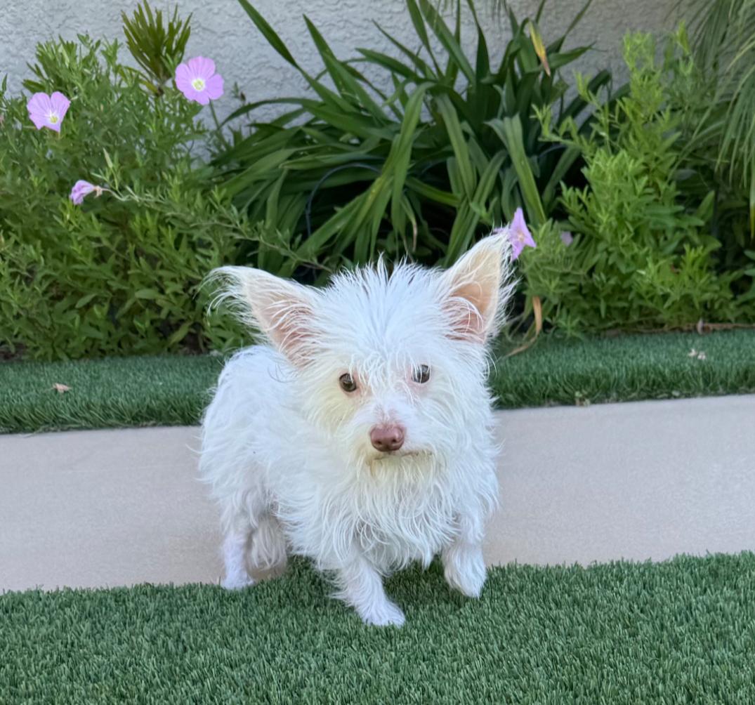 Billy Idol, a Adoptable mixed breed in Thousand Oaks, CA image 5/5