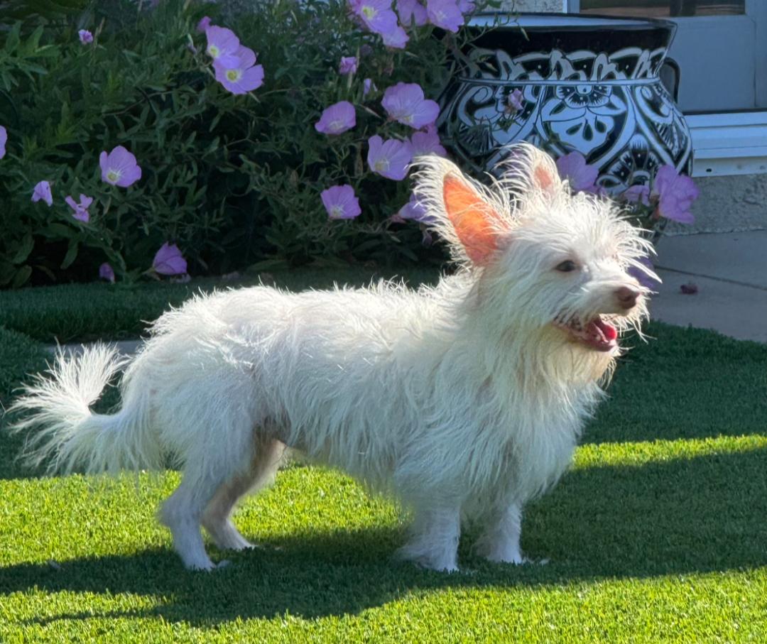 Billy Idol, a Adoptable mixed breed in Thousand Oaks, CA image 4/5