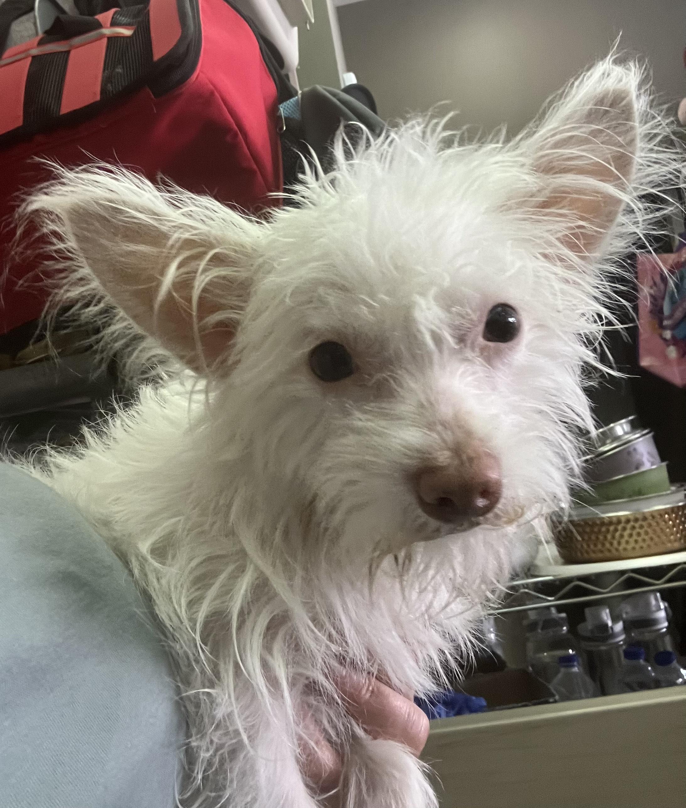 Billy Idol, Adoptable, Young Male West Highland White Terrier / Westie.