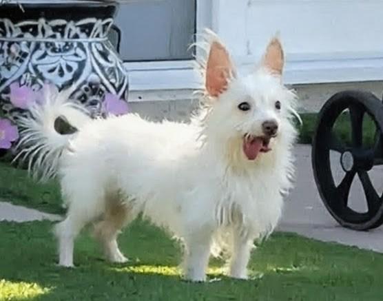 Billy Idol, a Adoptable mixed breed in Thousand Oaks, CA image 2/5