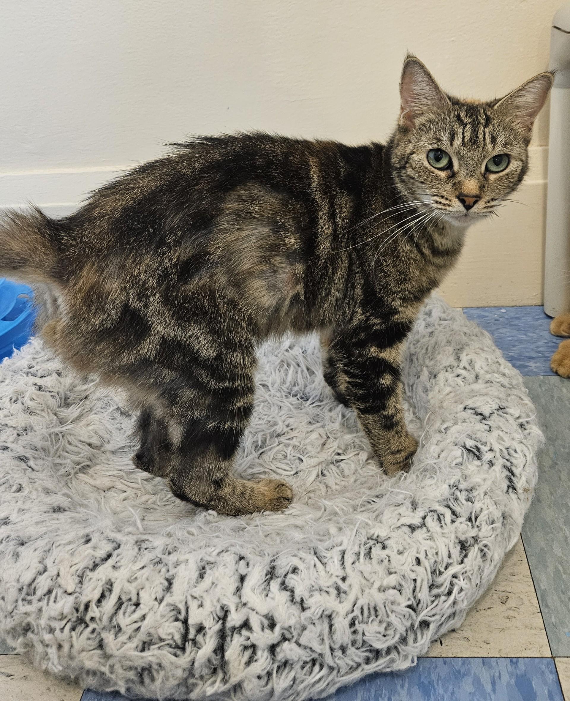 Enlarge Sweetie Muffin Pie, a ADOPTABLE Domestic Medium Hair in Claremont, NH image 1/1