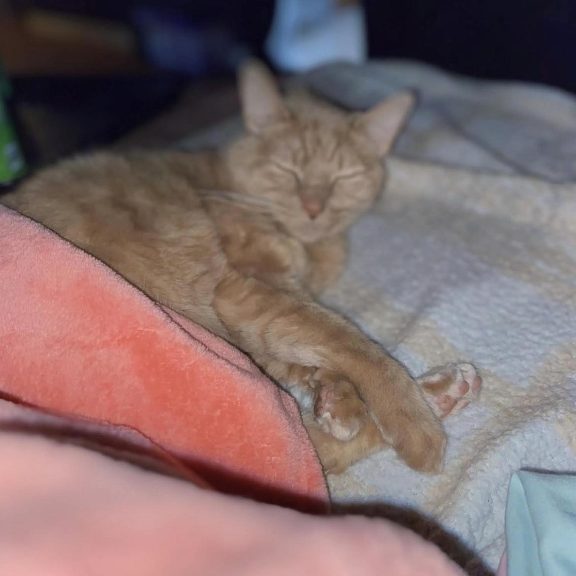Gary the Orange Sweetheart, an adopted Domestic Short Hair in Crofton, MD image 2/5