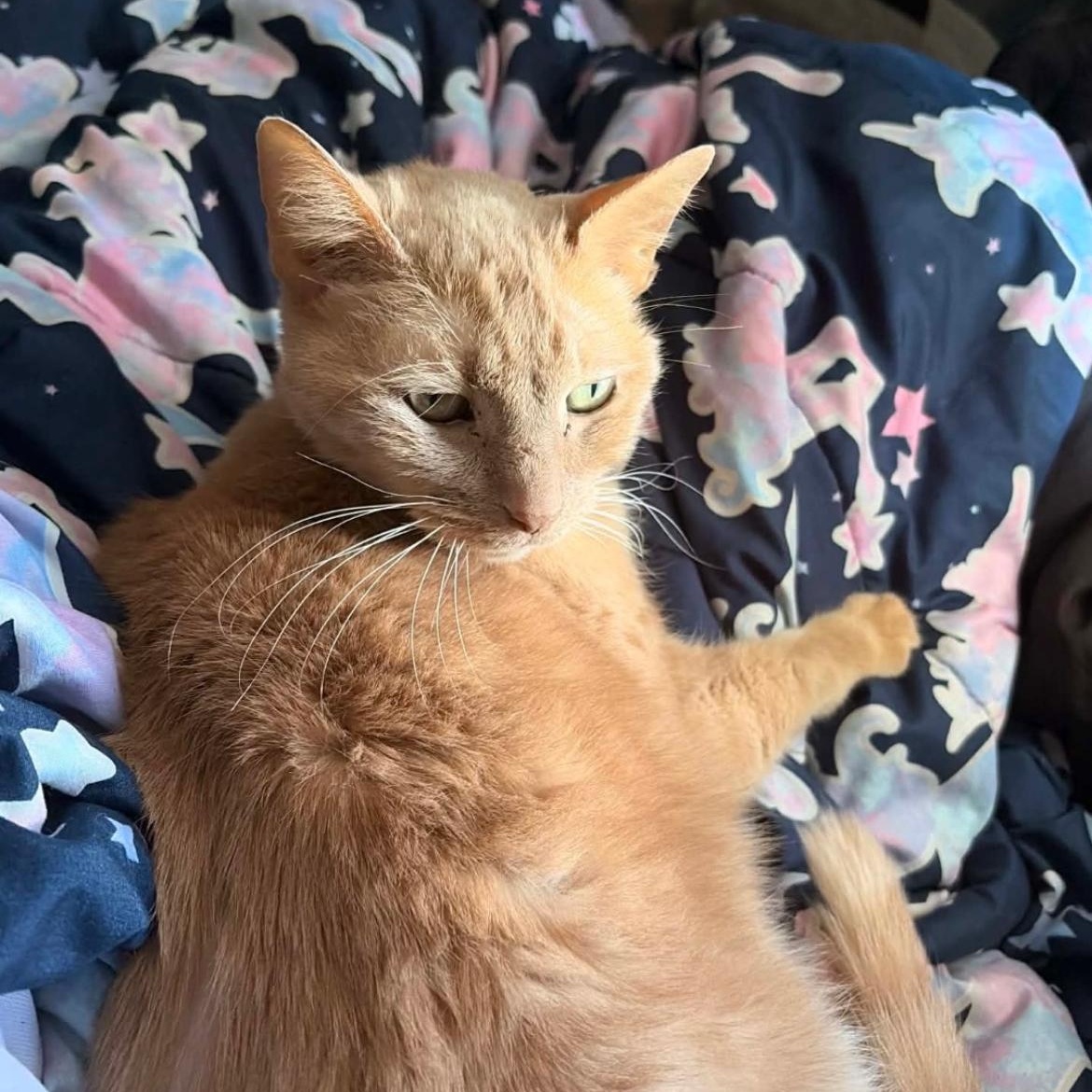 Gary the Orange Sweetheart, an adopted Domestic Short Hair in Crofton, MD image 1/5