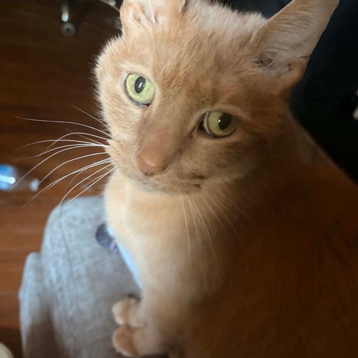 Gary the Orange Sweetheart, an adopted Domestic Short Hair in Crofton, MD image 4/5