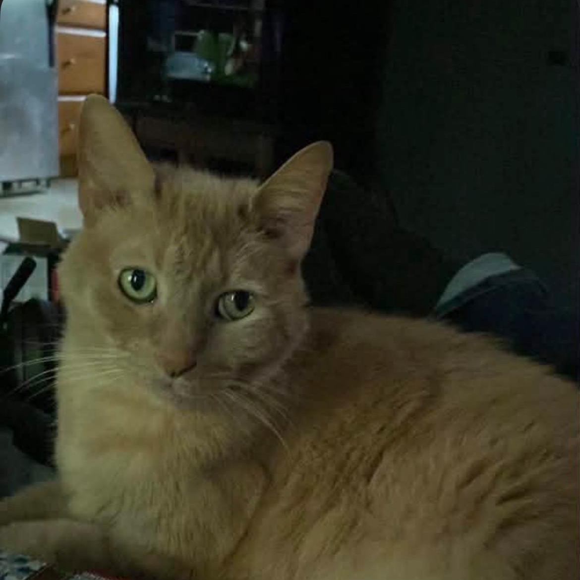 Gary the Orange Sweetheart, an adopted Domestic Short Hair in Crofton, MD image 3/5