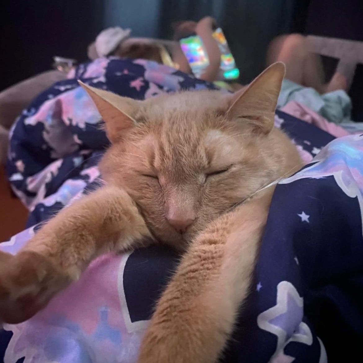 Gary the Orange Sweetheart, an adopted Domestic Short Hair in Crofton, MD image 5/5