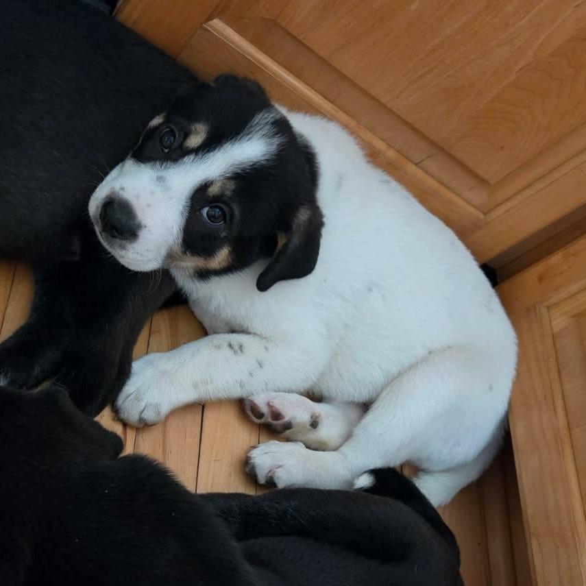 London, Adoptable, Puppy Female Pit Bull Terrier & Labrador Retriever.