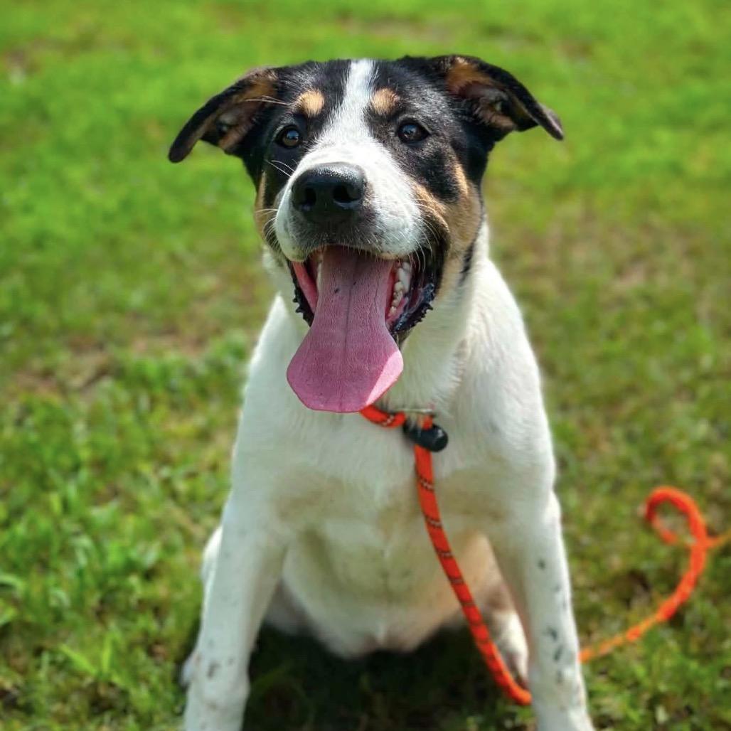 London, a Adoptable mixed breed in Wadena, MN image 2/6