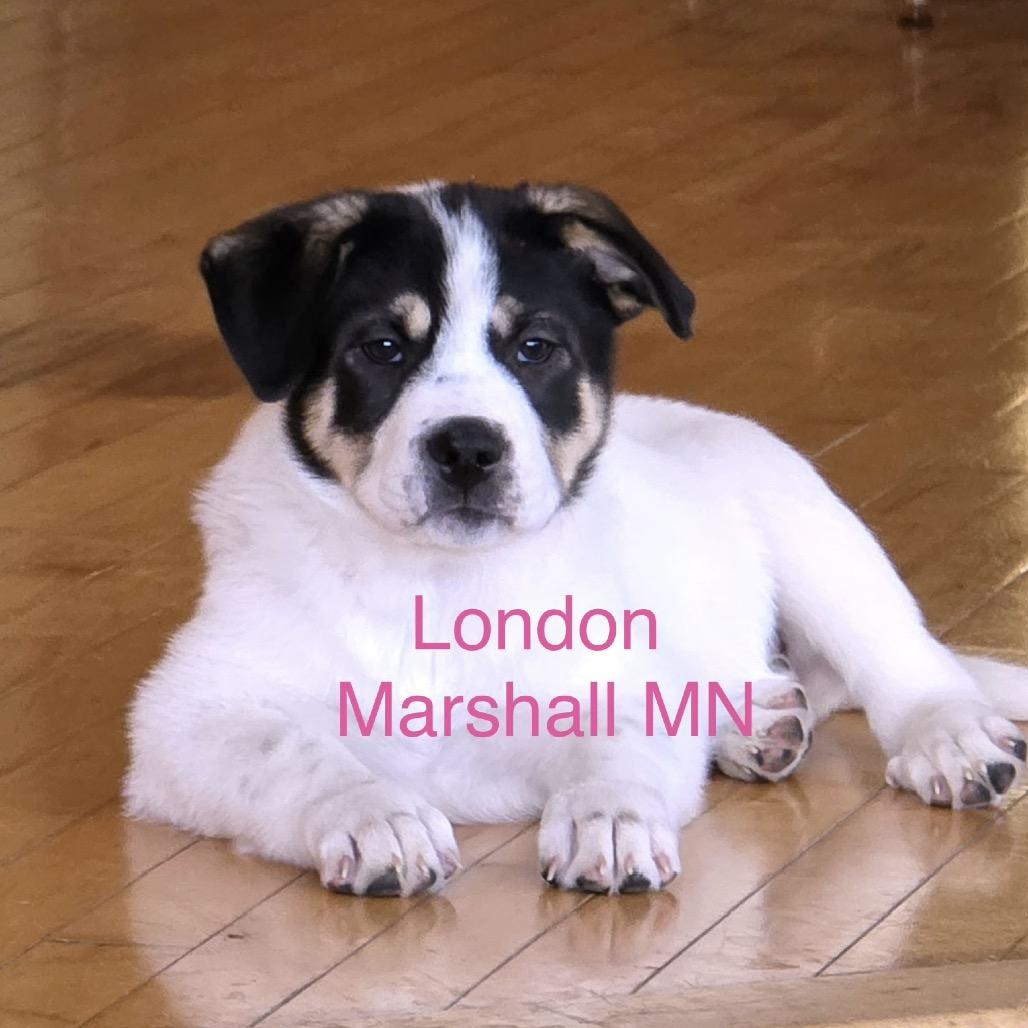 Enlarge London, a Adoptable mixed breed in Wadena, MN image 2/3
