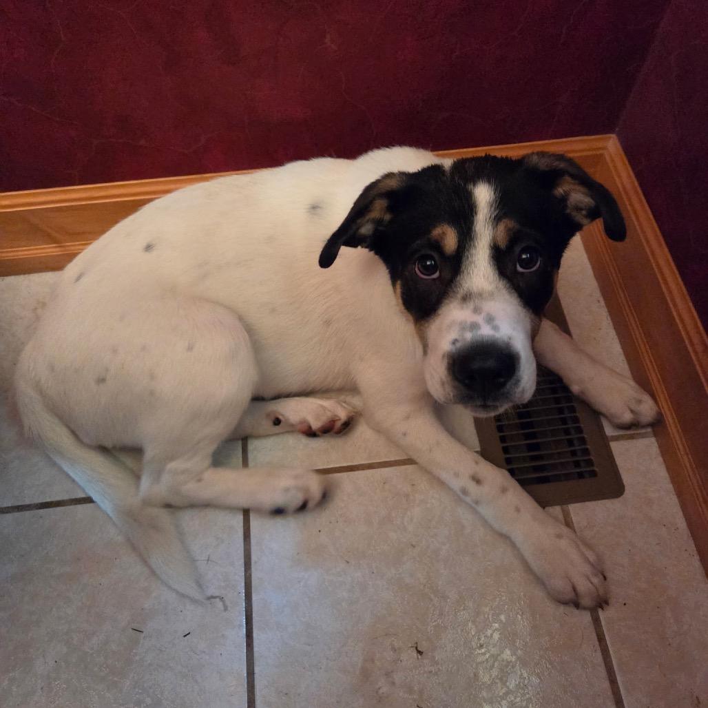 London, a Adoptable mixed breed in Wadena, MN image 4/5
