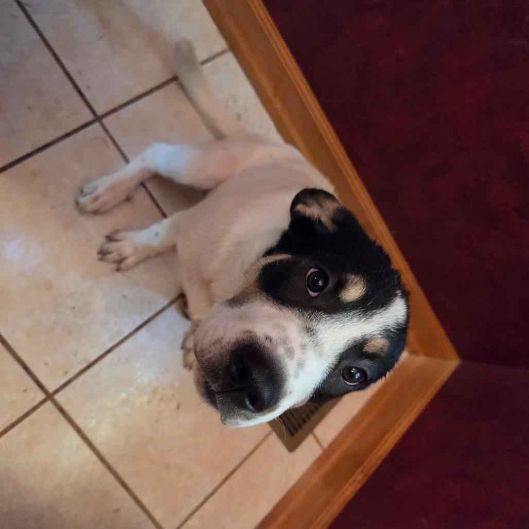 London, a Adoptable mixed breed in Wadena, MN image 5/5