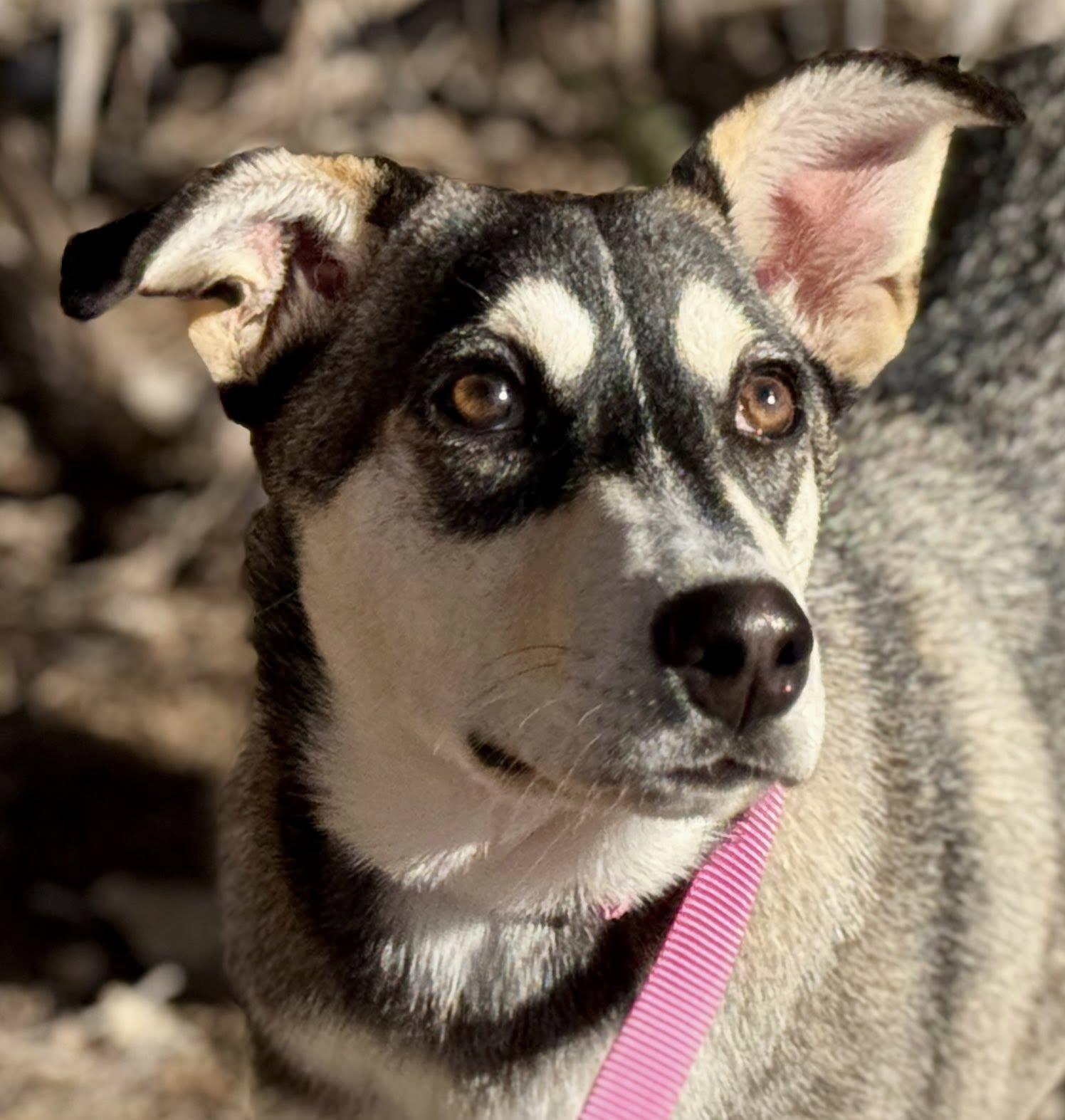 Lani — From Junkyard to Joyful Companion, Adoptable, Young Female Husky & Shepherd.