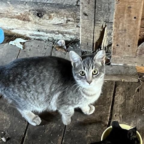 Gray Tiger girl, Adoptable, Young Female Domestic Medium Hair.