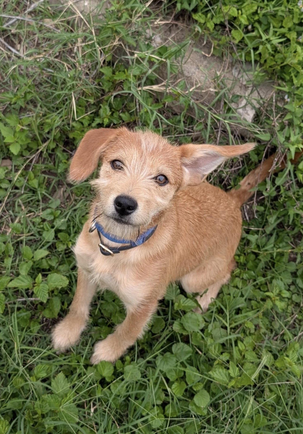 Star, Adoptable, Young Female Terrier.