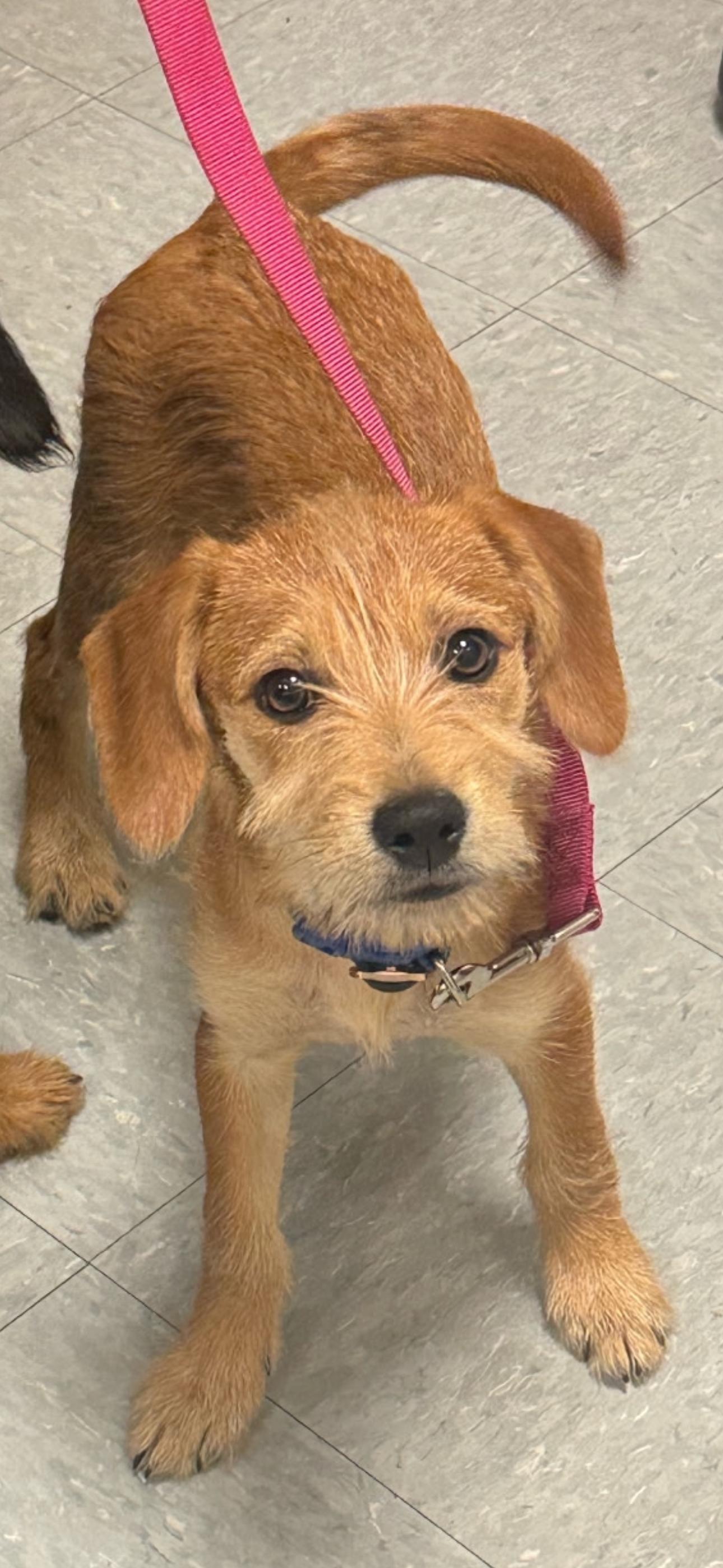 Enlarge Star, a Adoptable Terrier in Fort Worth, TX image 2/3