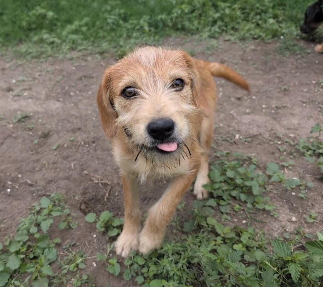 Enlarge Star, a Adoptable Terrier in Fort Worth, TX image 3/3